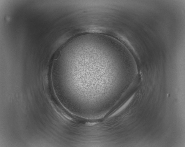 X0000082930299200702081548