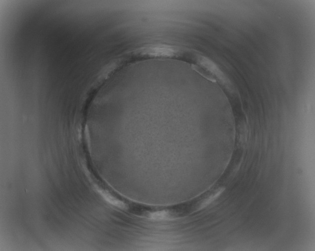 X0000082930309200702081548