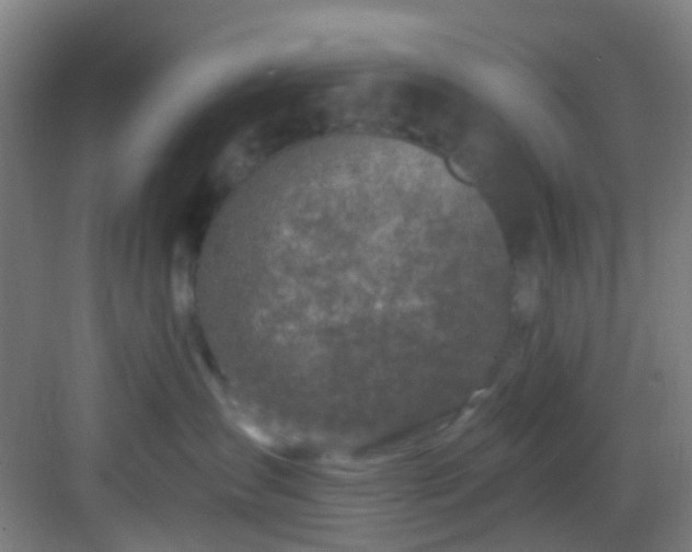 X0000082930431200702081546