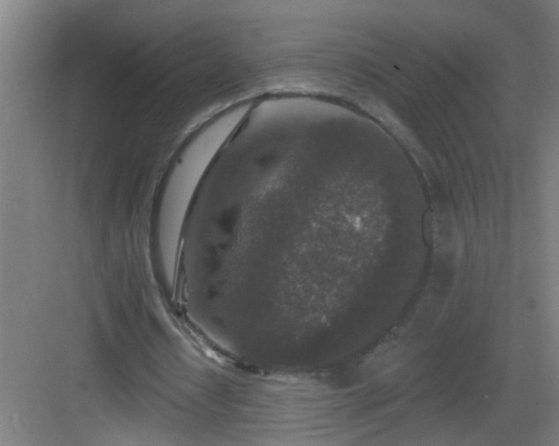 X0000082930434200702081545