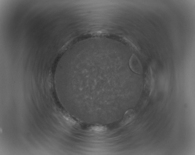 X0000082930659200702081542