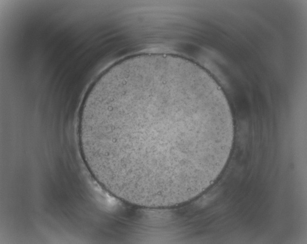 X0000082930856200702081539