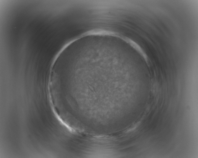 X0000082930863200702081539