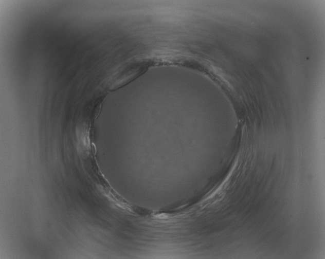 X0000082931155200702081533