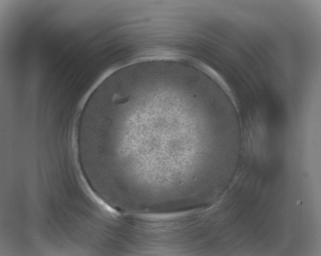 X0000082931243200702081532