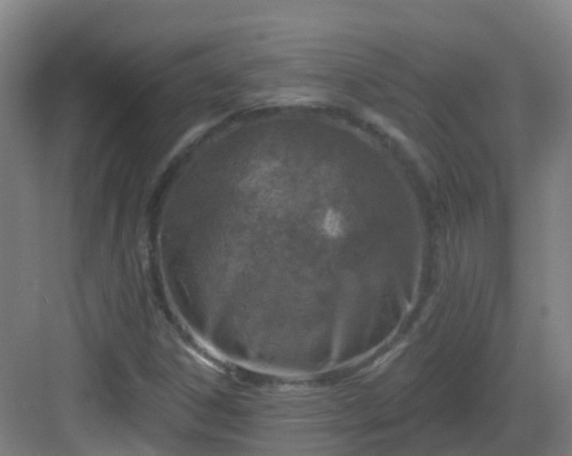 X0000082931306200702081530