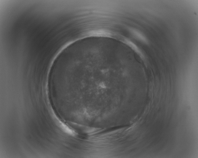 X0000082931331200702081530