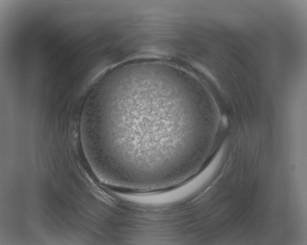 X0000082931355200702081530