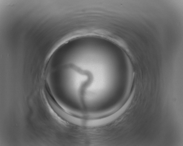 X0000082931524200702081527