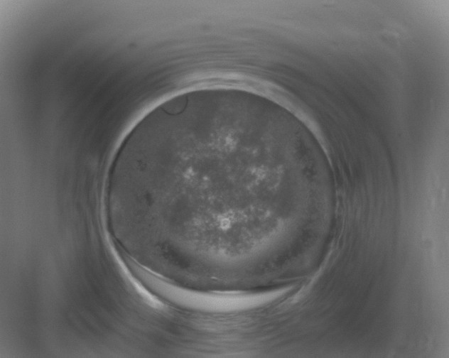 X0000082931533200702081527