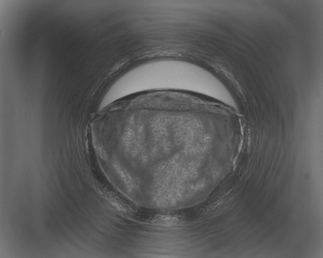 X0000082930260200702152155