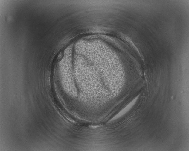 X0000082930299200702152154