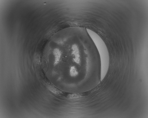 X0000082930331200702152154