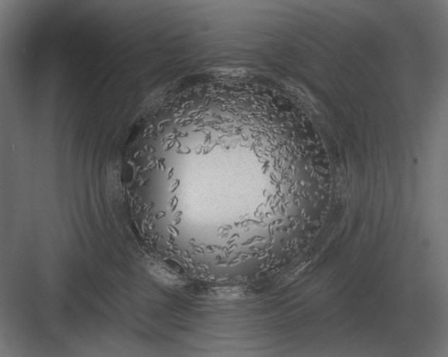 X0000082930377200702152154