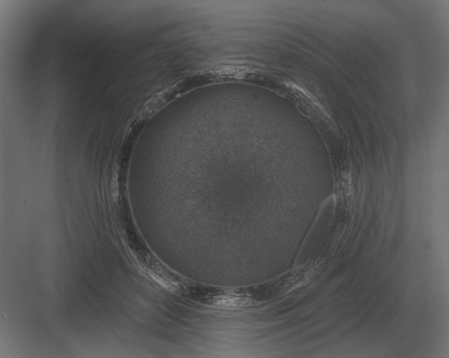 X0000082930504200702152151