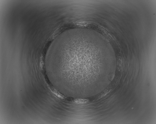 X0000082930707200702152147