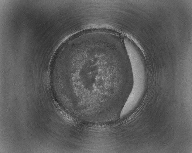 X0000082930975200702152143