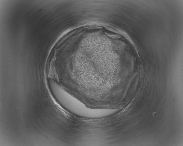 X0000082931048200702152142