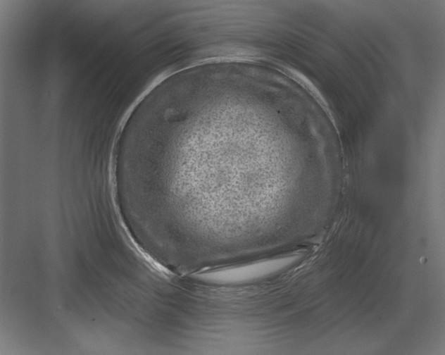 X0000082931243200702152139