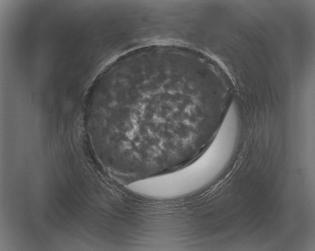 X0000082931263200702152138