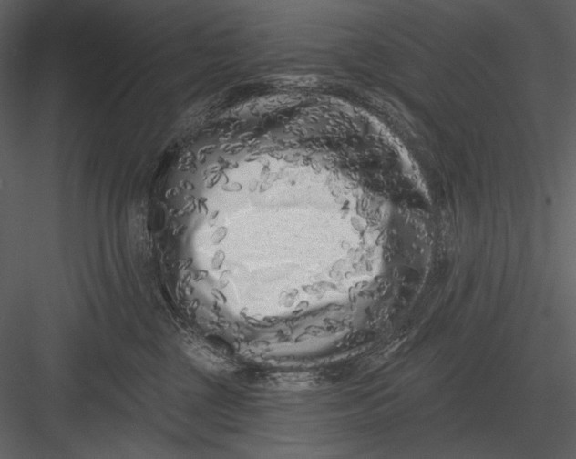 X0000082930377200702222226