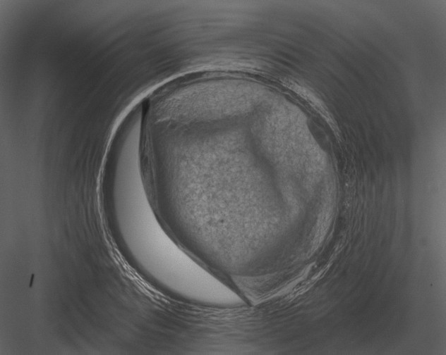 X0000082930928200702222215