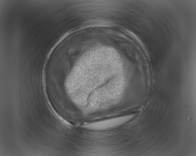 X0000082931243200702222211