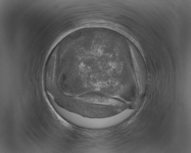 X0000082931533200702222206