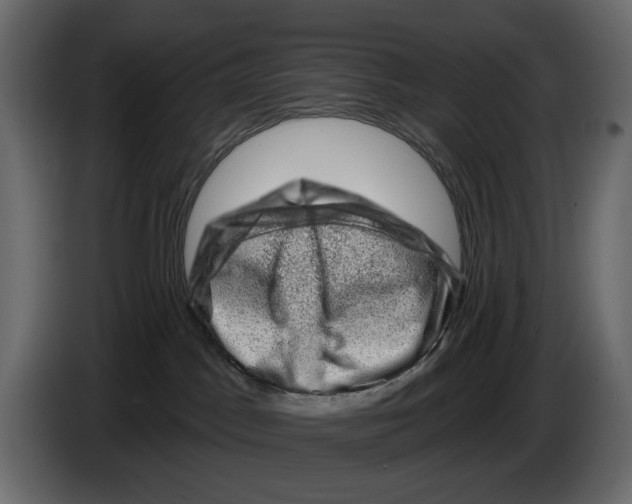 X0000082930045200703020115