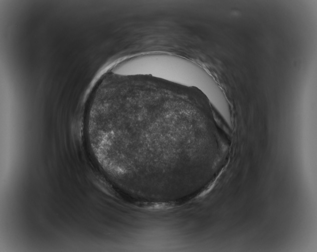 X0000082930056200703020114