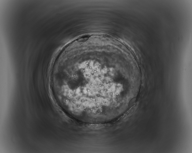 X0000082930145200703020113