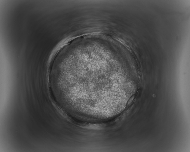 X0000082930149200703020113