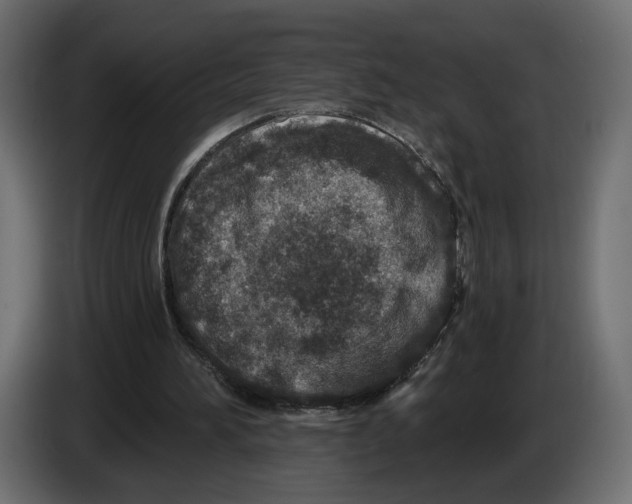 X0000082930196200703020113