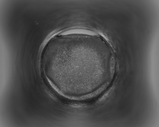 X0000082930199200703020113