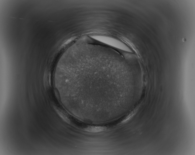 X0000082930205200703020113