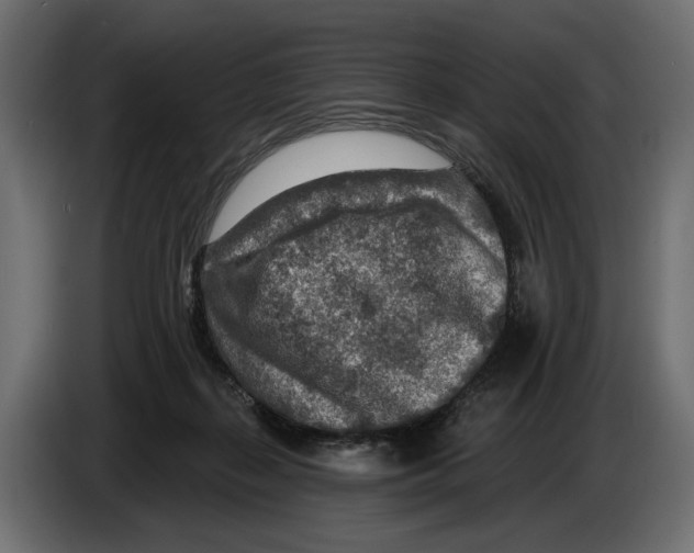 X0000082930267200703020112