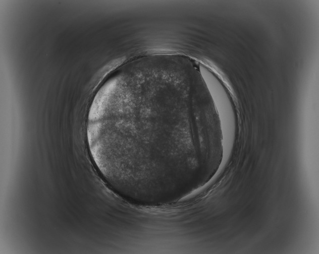 X0000082930385200703020110