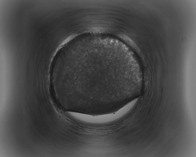 X0000082930488200703020108