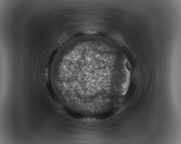 X0000082930598200703020107
