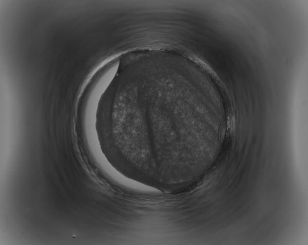 X0000082930724200703020105