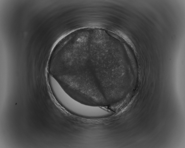 X0000082930944200703020102