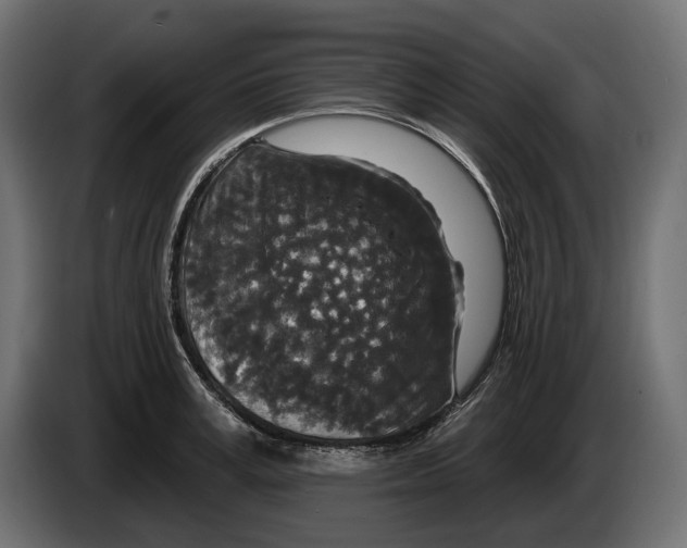 X0000082930995200703020101