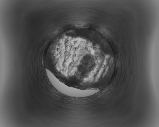 X0000082931106200703020059