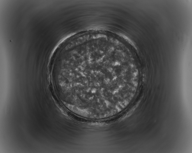X0000082931117200703020059