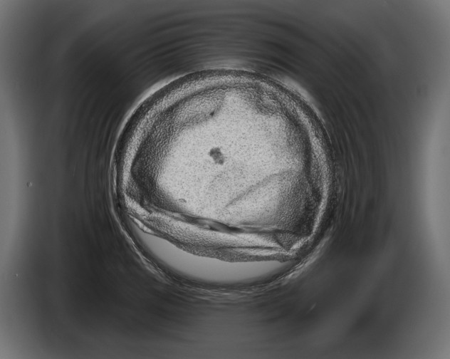 X0000082931125200703020059