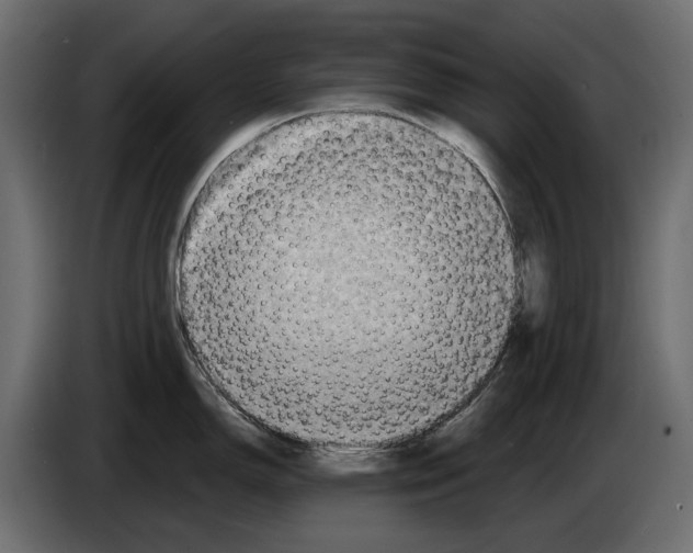X0000082931150200703020100