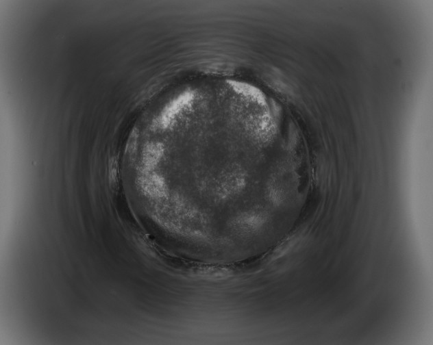 X0000082931154200703020059