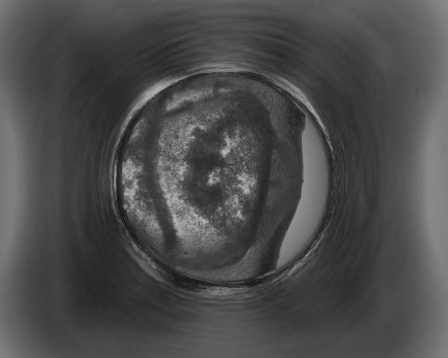 X0000082931179200703020059