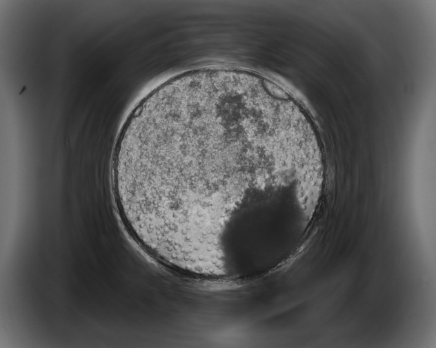 X0000082931239200703020058