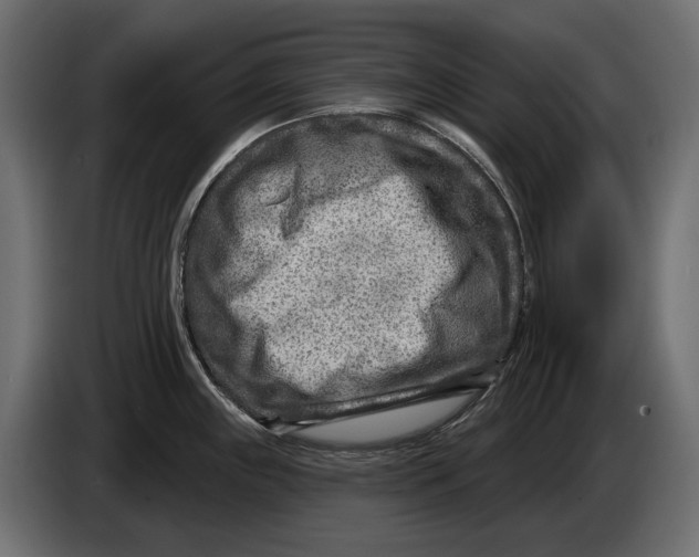X0000082931243200703020058
